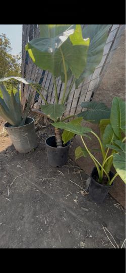Large Agave Plant + #2 Elephant ear plants