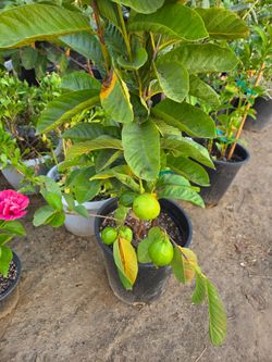 Guayaba Blanca Asiatica