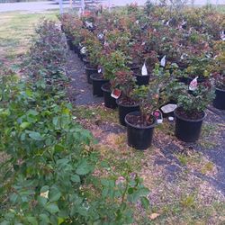 Roses Plants,  Rosas