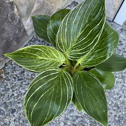 Philodendron Birkin With Ceramic Pot