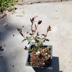 Chilean Guava Plant 