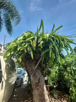 Dragomfruit