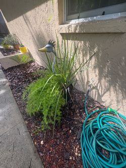 Asparagus fern, and Iris