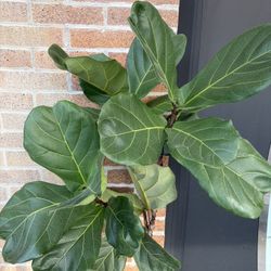 plant