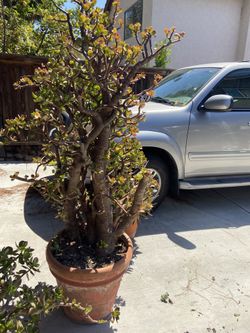 Potted Jade Plant