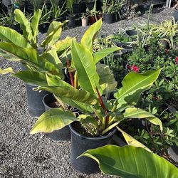 Philodendron Imperial Green