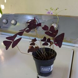 Potted Plant