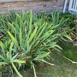 Iris, Hellebore, And Ground cover