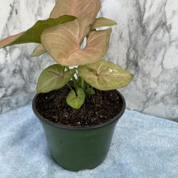 HERMOSAS PLANTAS NATURALES “PINK SINGONIA PLANT 