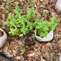Mint Plant 