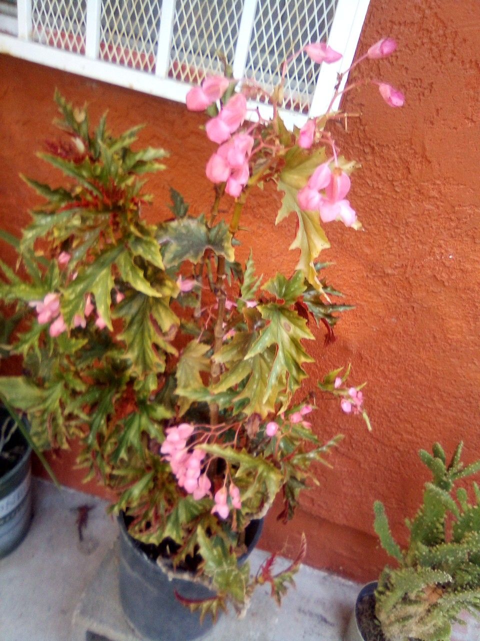 Outdoor plant