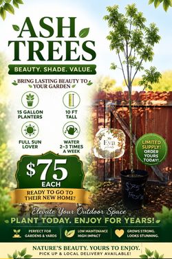Ash trees