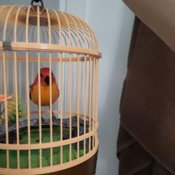 Bird Cage