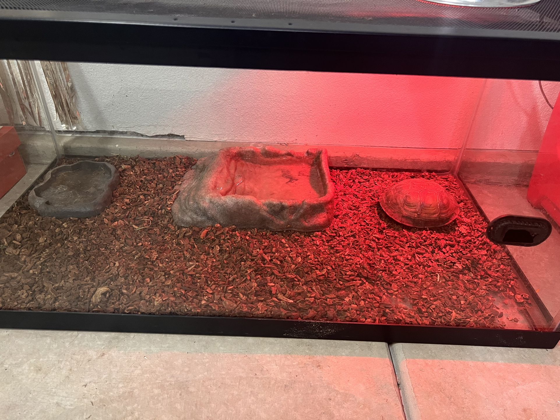 Tank With The Tortoise in It