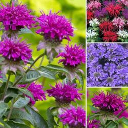 Blue-purple-and mix colors bee balm perennial plants$8-$10 each pot