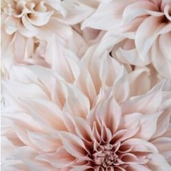 Cafe Au Lait Dahlia Tubers  Two For $20!