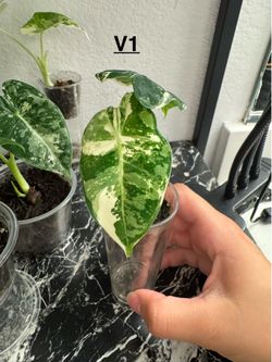 Alocasia Varigated Frydek Pup