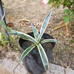 Agave Plant