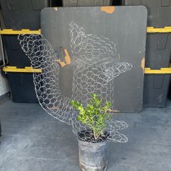 Squirrel Topiary With Or Without Plant 