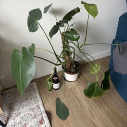 Real Plant ~ 4 Feet With Ceramic Pot