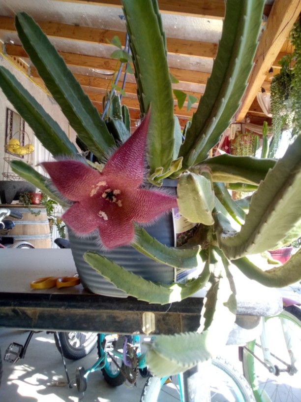 Estapelia 