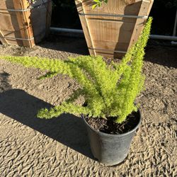 Foxtail Fern