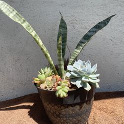 Succulents Plant Arrangement .