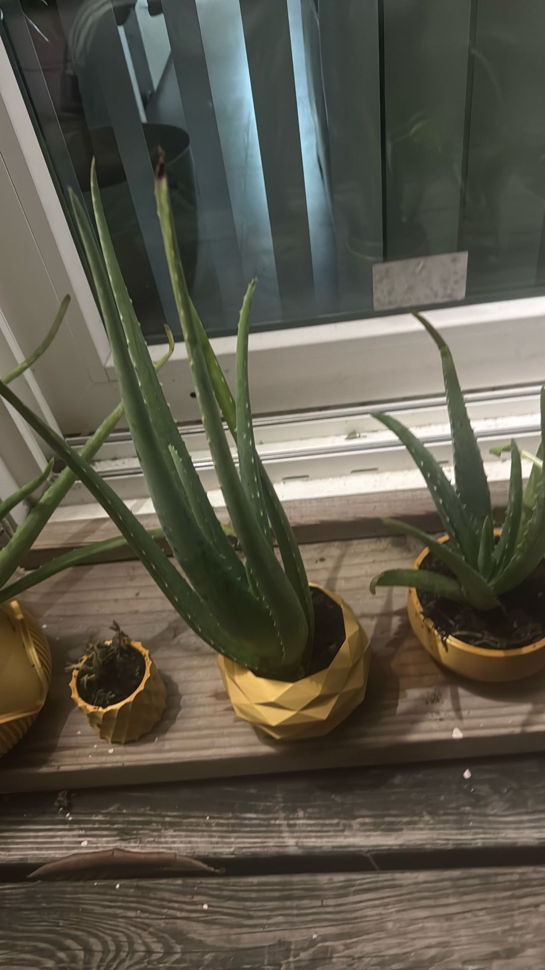 Plants For Good Luck π 2026 $ 10 Each