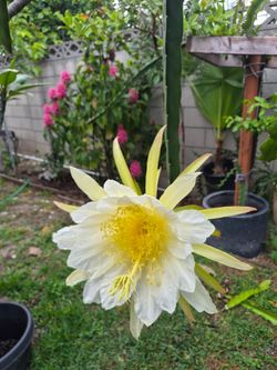 Dragon Fruit Plant cutting