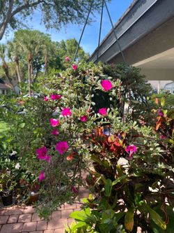 Portulaca cascading basket