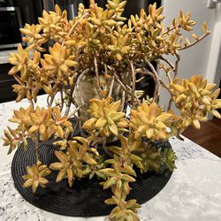 Yellow Succulent -$14
