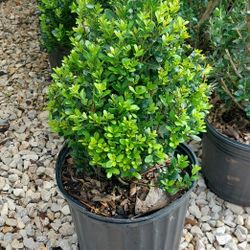Cone Compact Holly 