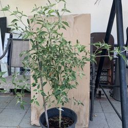 Thai Chili      Ớt Thái 