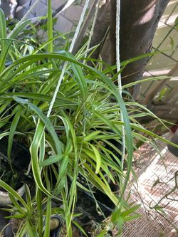 Planta