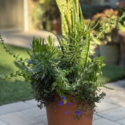 Assorted Succulent Plants 