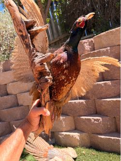 Taxidermy/pheasant /birds