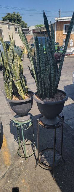 Snake plants 2 pack