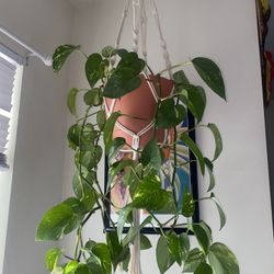  Beautiful Marble Trailing Pathos Plant