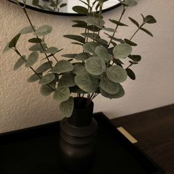 Eucalyptus Plant