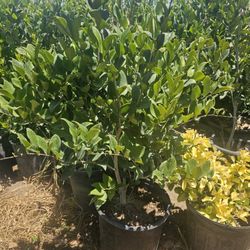 Ligustrum japonicum