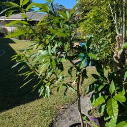 Sweet Mango Tree 4 -5 Feet Tall/ Outdoor/Yard/ House/ Plants 