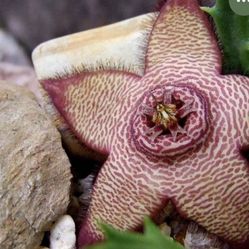 Stapelia Mutabilis In 4” Pot ( First Pic Is Example Of The Flower )