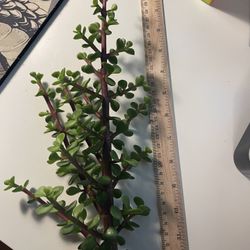 Medium Portulacaria Succulent Cutting  12 inches 