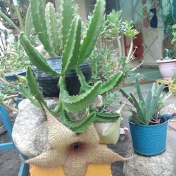 Cactus