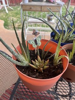 Succulent Potted Plants