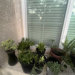 Misceláneo De Plantas En Venta 