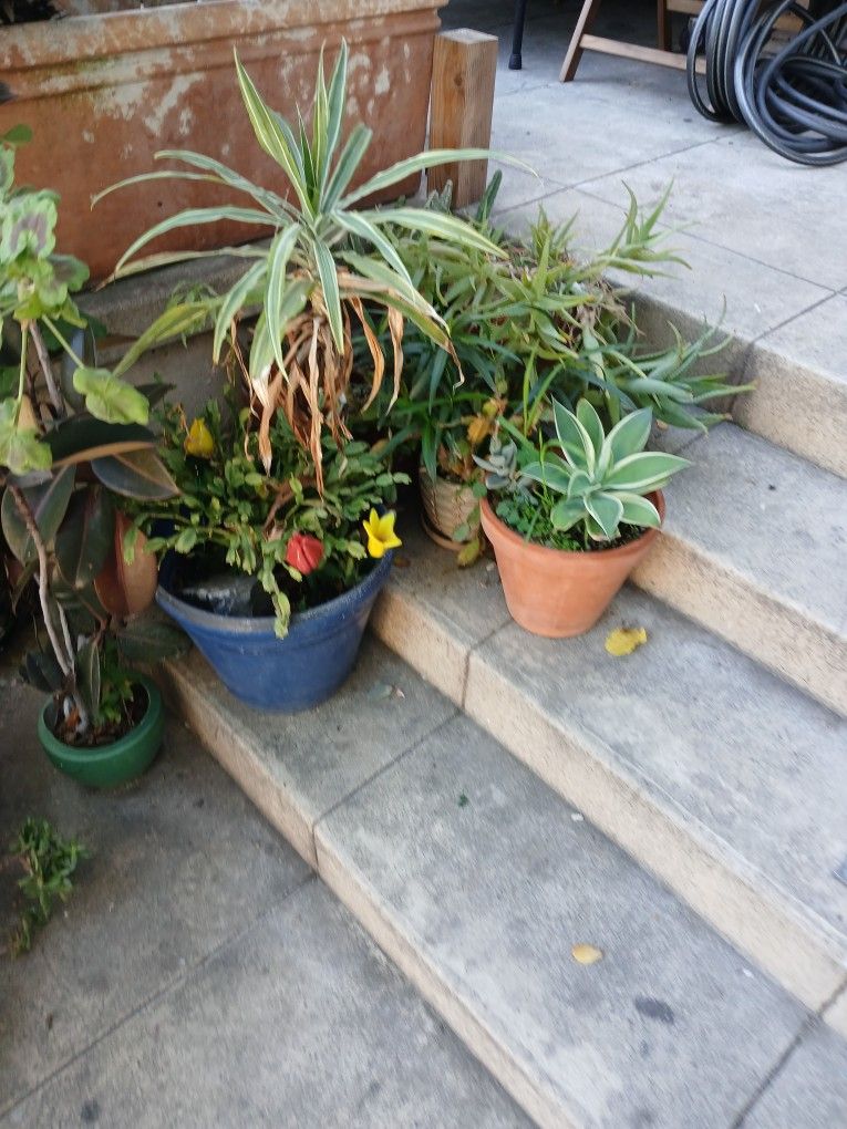 Plants For Sale All Different Prices