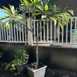Free Healthy Plumeria Tree
