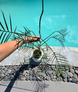 Philodendron Tortum Mother Plant