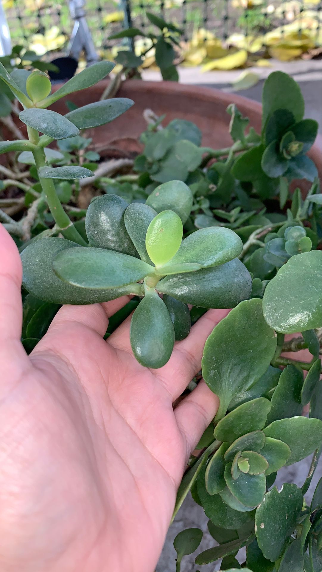 Plant